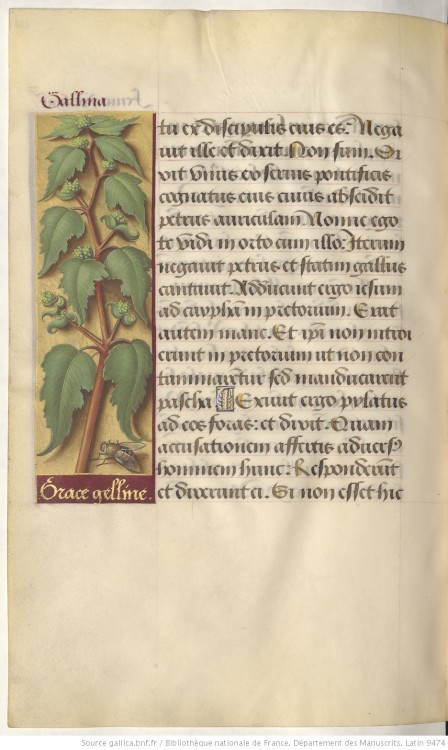 heaveninawildflower: Illuminated page with a botanical illustration. Taken from ‘Grandes Heures d'Anne de Bretagne’ (1505-1510) by Jean Bourdichon (1457?-1521).  A different plant every day with lovely insects and creatures. One of my favourite Books