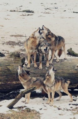 Arctic aria (Timber Wolves)