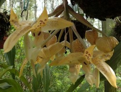 orchid-a-day:    Stanhopea costaricensis  July 9, 2018 