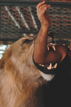 billionaired:  Pet Lion in Dubai by Humaid Al Buqaish