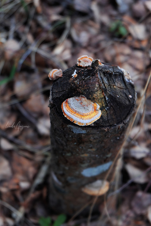 I really like taking photos of mushrooms