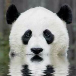 Stealthy panda&hellip; #panda #cute #instagood #likeforlike #pandabear #asians #likes #funny #pandas #pandaexpress #instapandacool #bestoftheday follow for more awesome posts  Bonafidepanda.com