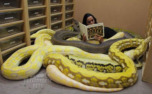 Snake to cuddle
