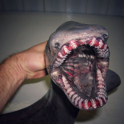 sixpenceeeblog: Russian fisherman Roman Fedortsov’s twitter account is flooded with photos of the most bizarre deep sea beings ever. The man behind the camera works on a fishing trawler in Murmansk (extreme northwest of Russia), and uses his phone to