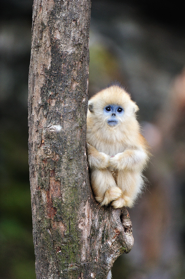 Cute baby monkeys mature nude