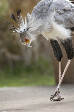 sdzsafaripark:  Do you know how the world’s tallest raptor, the secretary bird, got its name? Find out here. 