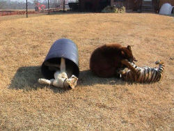 moonblossom:  petermorwood:  catsbeaversandducks:  Lion, Tiger And Bear Raised Together After Rescue From Drug Dealer Baloo the bear, Leo the lion, and Shere Khan the tiger were found locked in a basement undernourished and abused. The trio was originally