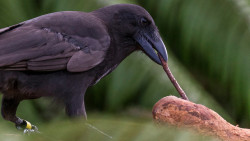 zsl-edge-of-existence: The Hawaiian crow is one of only two bird species in the world known to spontaneously use tools.  Previously, the only bird known to do so was the New Caledonian crow, but researchers noticed that the two species were extremely
