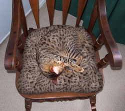moonblossom:  carry-on-my-wayward-butt:  camo cats  Catmouflage