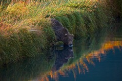 fuck-yeah-bears:  Silence Of The Morning by Buck Shreck