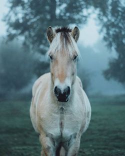 folklifestyle:  Few people do photography of animals better than @livingitrural. This is one of my very favorites! Tag a horse lover below! #liveauthentic #livefolk @folkmagazine 