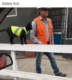 thefingerfuckingfemalefury:  i-just-tardis-blue-myself:  snakewife:  coolcatgroup: Have a good day at work little buddy EVERYONE LOOK AT THIS IMMEDIATELY.  His name is Black and was adopted by the workers of a construction site in Antofagasta, Chile.