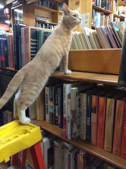 thisdesperateendeavor:  versaceslut: this bookstore has like four cats and they let them roam around the store it’s so cute. they’re all named after greek gods and i think this ones name is apollo   this is my kinda bookstore   Dope