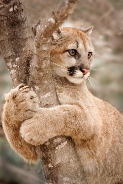 beautiful-wildlife:  Hold On by Laurie Hernandez