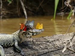 once-a-polecat:  itscolossal:  A Caiman Covered in Butterflies Photographed by Mark Cowan  Look at that face!  He knows exactly how beautiful he is! 
