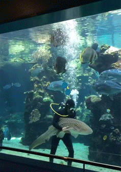 turrkoise:  onlylolgifs:  Shark loves getting belly rubs  AND PEOPLE SAY SHARKS ARNT CUTE