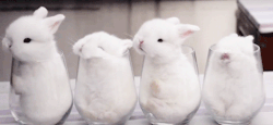 saucefactory: xxdaybreak: baby bunnies sleeping in glasses  Tag yourself, I’m the sleepy one in the second glass. Except way less pure. 