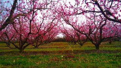 macedoniannews:Peaches Farms-Pella, Macedonia(Greece)
