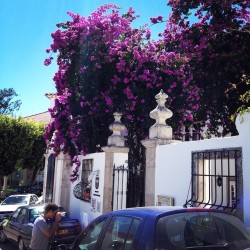 So beautiful here.  #Portugal #travels #europe #pretty #fatima #neverwannaleave #purple