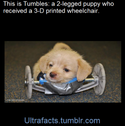 ultrafacts:   A puppy born without his front legs is rolling into a new life with the help of a new 3-D printed wheelchair.Tumbles was rescued from the cold when he was just 2-weeks-old, according to Friends of the Shelter Dogs in Athens, Ohio.The little