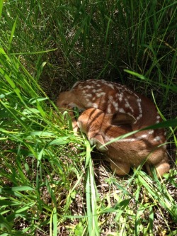 fhlowerz: clearnature:  my friends &amp; i won the nature walk with this find🦌   