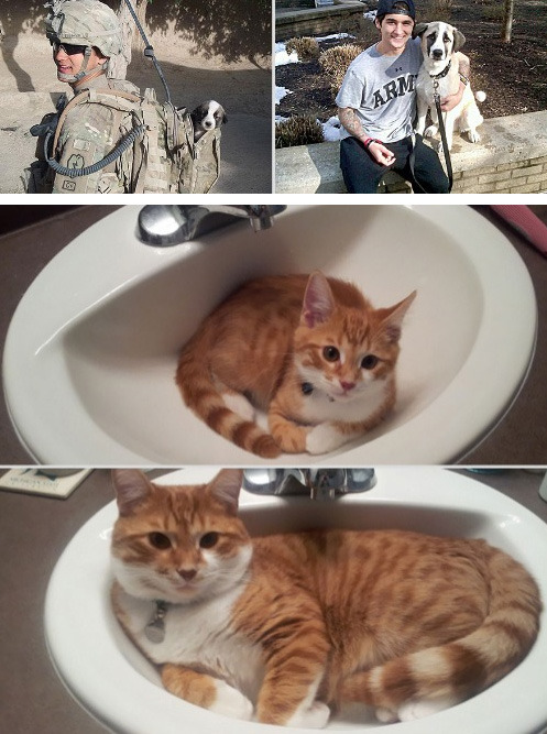 fotos de animais antes e depois Tumblr_n1a6a5AUZx1qewacoo3_r2_500