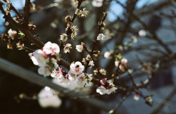 akimynia:  Late bloomers by deaf burglar (to bokeh or not to bokeh?) on Flickr. 