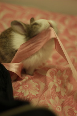 defnotyouraveragewoman:  thefingerfuckingfemalefury:  rurone:  fuzzyfurballs:  Baby Nala playing with a ribbon  Oh dear.  OH MY GOSH My body was not ready for this amount of pure concentrated ADORABLE on my dash O.O  Chubby bunny is so amazingly adorable.
