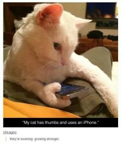 itsstuckyinmyhead:The Cats of Tumblr