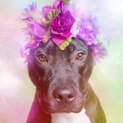 geezersquad:  samipanduh:  littlemebigheart:  (I wanted to reblog this with the photographer/artist cause she’s kick ass awesome and should be sourced.) Sophie Gamand did this series originally as a way to show a different side of pit bulls than the