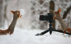 npr:catsbeaversandducks:Russian Photographer Captures The Cutest Squirrel Photo Session EverPhotos by ©Vadim Trunov - Via Bored PandaWeekend inspiration. -Emily
