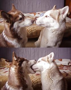 dog-husky:How to French Kiss