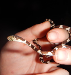 buggirl:  Thank you, allisvanity for your generous donation to my research in The Amazon! Here is a Blunt Nosed Snake we found while conducting preliminary work in Yasuni, Ecuador. Want a public thank you? Contribute a dollar to science here. 
