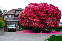  Behold, a 120+ year old rhododendron They rarely grow into anything larger than a shrub, yet alone a tree!  