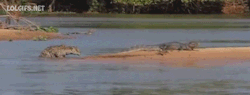 jawbone-vs1000:  fightblr:  O_O  Plot twist… Crocodile on land killed by jaguar lurking in water… O.O 