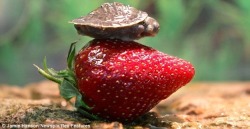 abqandnotu:  merosse:  TINY TURTLE INVESTIGATORS: THE CASE OF THE LARGE STRAWBERRY  GOOD MORNING EVERYONE 