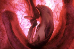 escapekit:  In The Womb  These amazing photos of baby animals in the womb were captured by scientists using a combination of high-tech ultrasound scans, tiny cameras and computer graphics, and were featured on National Geographic’s ‘In The Womb’ series. 