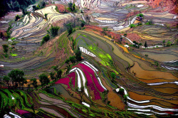 awkwardsituationist:  the remote and little known rice terraces of yuanyang county in china’s yunnan province were built by the hani people along the contours of ailao mountain range during the ming dynasty five hundred years ago. the terraces, once
