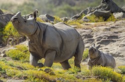 lizardking90:  Mommy and Me Credit: Ken Bohn, San Diego Zoo Safari Park Wait up, Mom! Shomili, a four-month old greater one-horned rhinoceros runs behind her mother Sundari at San Diego Zoo Safari Park. Shomili, or “Mili” as zookeepers call her, was