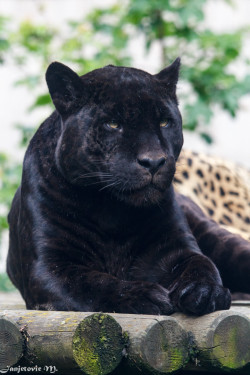 Bendhur   llbwwb:  (via 500px / Jaguar (Panthera onca) by Mladen Janjetovic)