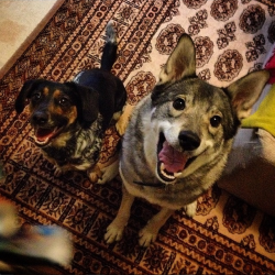 sorasusi:these dogs goddammit  sorry for so many non-art posts but there are these two dogs in my apartmentok ruska (on the right) is here all the time bc she&rsquo;s mine but dOGS AMIRITE