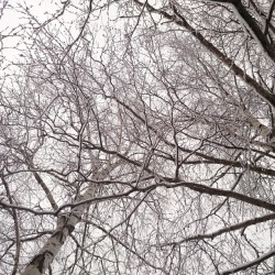 #snow #web #today #trees #landscape