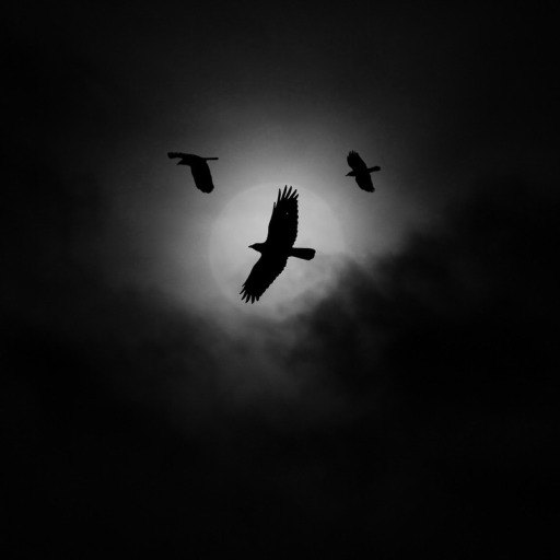 thecrowlife:Crow Moon