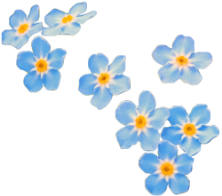 transparent-flowers:Water Forget-Me-Not. Myosotis scorpioides. (x).