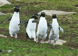 k4tfish:  neisecoli:  Onward my fellow penguins!  &ldquo;Fridaaaaay!&rdquo;  omgomgomgomgomg!!!!!!