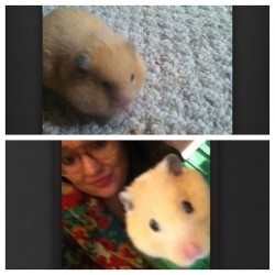 In love with my chubby Chunky 🐹💙 #hamster #chunky #babyboy