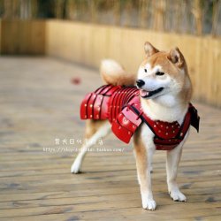 roguetelemetry:most honorable shiba my perfect pet! &lt;3