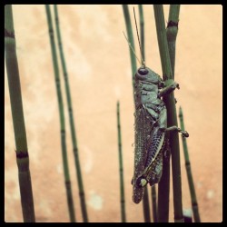 Muchos #pequeños visitantes vienen a mi casa *-* #saltamontes #insect #insecto #bicho #verde  (en Villas de la hacienda)