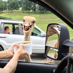 searchforpizza:  karma-kollector:  autobahnvismarck:  perstephsanscouronne:  becausebirds:  Our visitor sure is enthusiastic!  This is all about the llama staring at you meaningfully through the rearview mirror.  The ostrich is just a distraction for