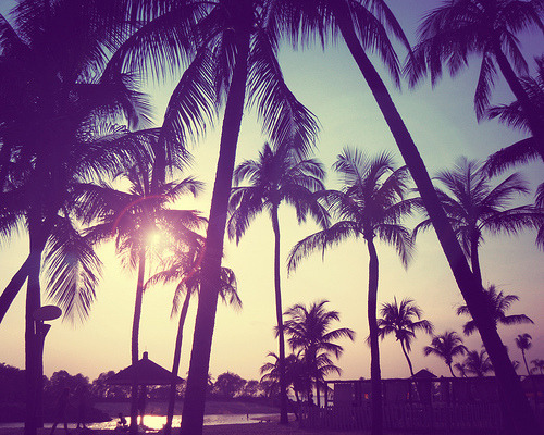 Beach Palm Trees Tumblr